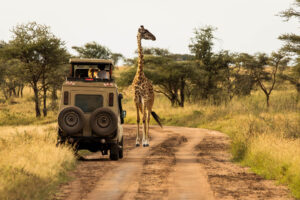 African Safari Guide: Planning Your Ultimate Wildlife Adventure