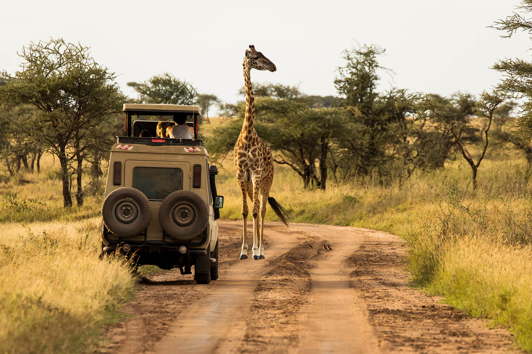 African Safari Guide: Planning Your Ultimate Wildlife Adventure