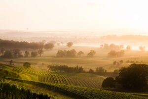 Wine and Dine: Exploring Wine Regions on Your Getaway